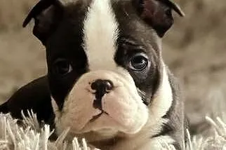 Boston Terrier Piesek, Łódzkie, Krośniewice