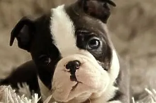 Boston Terrier Piesek, Łódzkie, Krośniewice