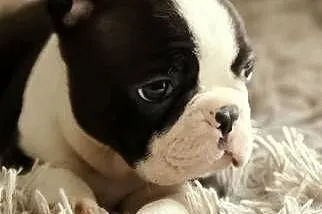 Boston Terrier Piesek, Łódzkie, Krośniewice