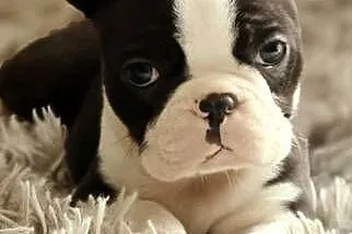 Boston Terrier Piesek, Łódzkie, Krośniewice