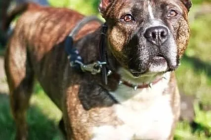 Axel niesłyszący amstaff szuka domu