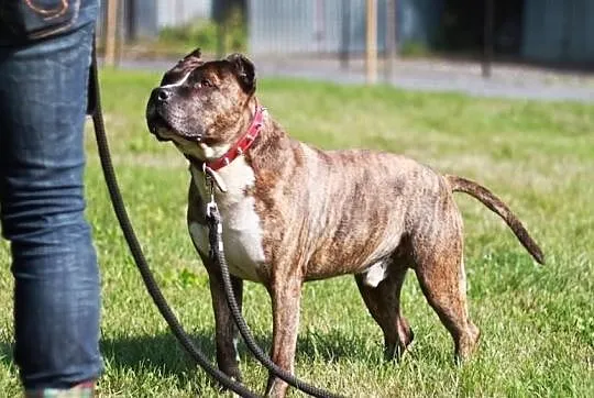 Axel niesłyszący amstaff szuka domu