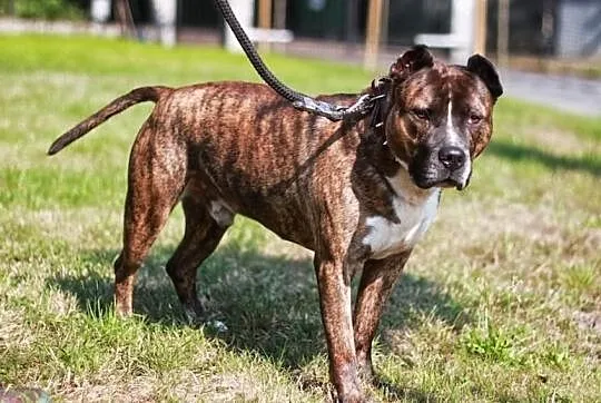 Axel niesłyszący amstaff szuka domu