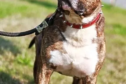 Axel niesłyszący amstaff szuka domu