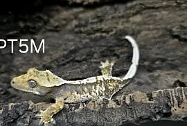 Gekon Orzesiony Tricolor