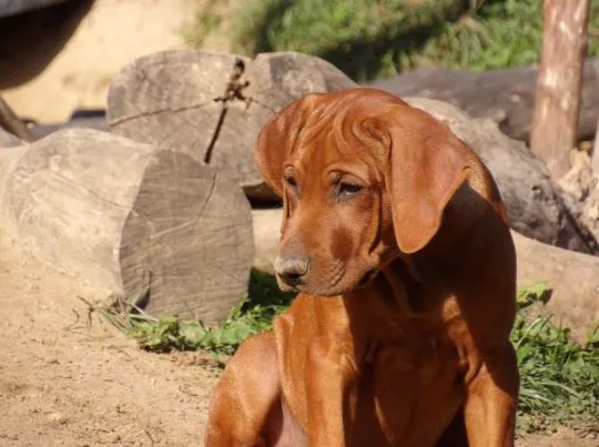 Szczenięta Rhodesian Ridgeback - Hodowla ZKwP/FCI - Afrykańskie linie, , Kraków