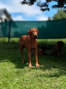 Szczenięta Rhodesian Ridgeback - Hodowla ZKwP/FCI - Afrykańskie linie, , Kraków