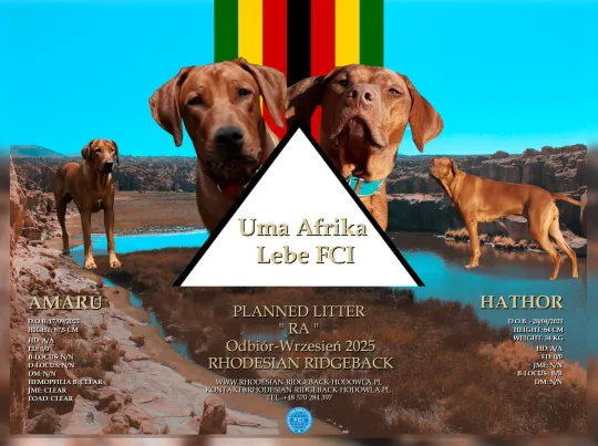 Szczenięta Rhodesian Ridgeback - Hodowla ZKwP/FCI - Afrykańskie linie