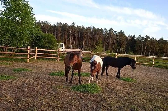 Ogierki huculskie, Lubelskie, Janów Lubelski