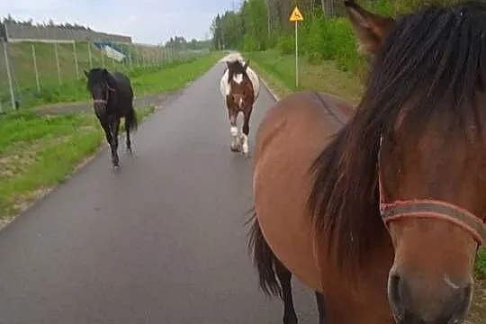 Ogierki huculskie, Lubelskie, Janów Lubelski
