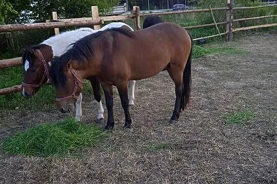 Ogierki huculskie, Lubelskie, Janów Lubelski