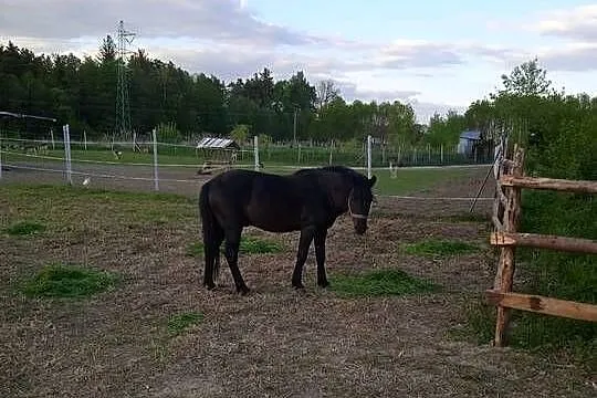 Ogierki huculskie, Lubelskie, Janów Lubelski