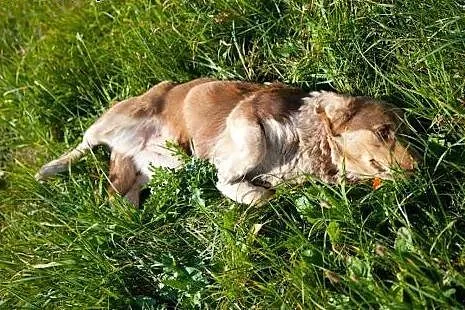 Nuczka psie dziecko szuka domku,  łódzkie Łódź