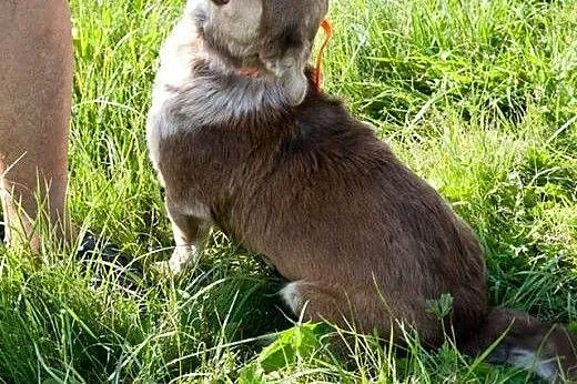 Nuczka psie dziecko szuka domku,  łódzkie Łódź