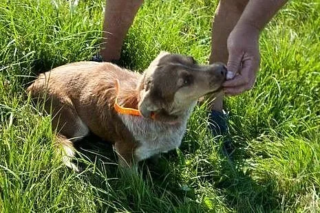 Nuczka psie dziecko szuka domku,  łódzkie Łódź