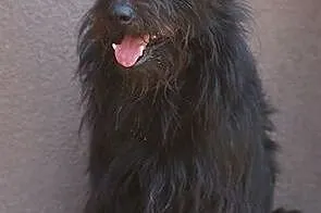 Murzyn to fajny psiak do adopcji ., łódzkie Skierniewice