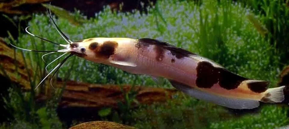 Clarias batrachus - Długowąs żabi - Sum batraszek - WYSYŁKA, Pomorskie, Gdańsk