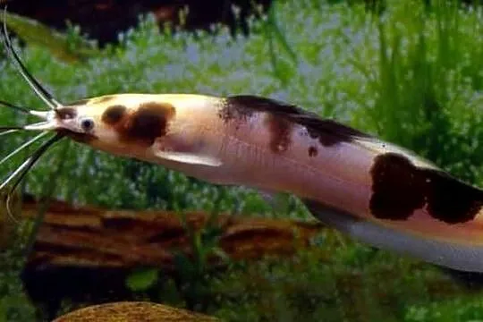 Clarias batrachus - Długowąs żabi - Sum batraszek - WYSYŁKA, Pomorskie, Gdańsk