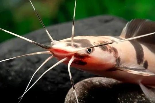 Clarias batrachus - Długowąs żabi - Sum batraszek - WYSYŁKA, Pomorskie, Gdańsk