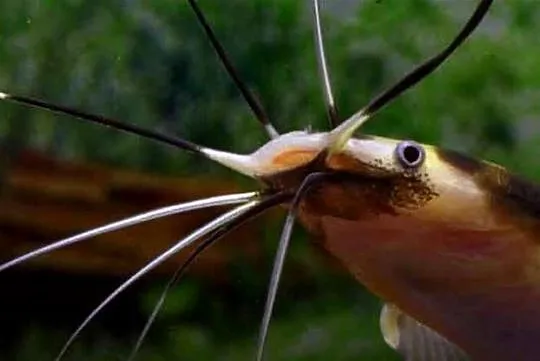 Clarias batrachus - Długowąs żabi - Sum batraszek - WYSYŁKA, Pomorskie, Gdańsk
