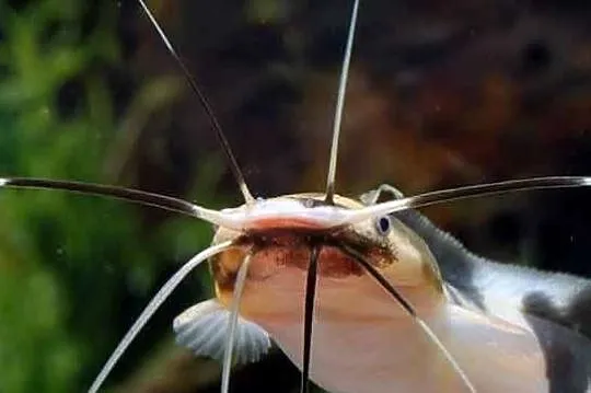 Clarias batrachus - Długowąs żabi - Sum batraszek - WYSYŁKA, Pomorskie, Gdańsk