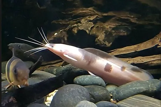 Clarias batrachus - Długowąs żabi - Sum batraszek - WYSYŁKA, Pomorskie, Gdańsk