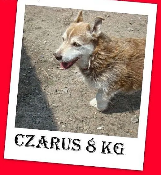 8kg, 4 lata, mix jamnik. Czaruś -adopcja, śląskie