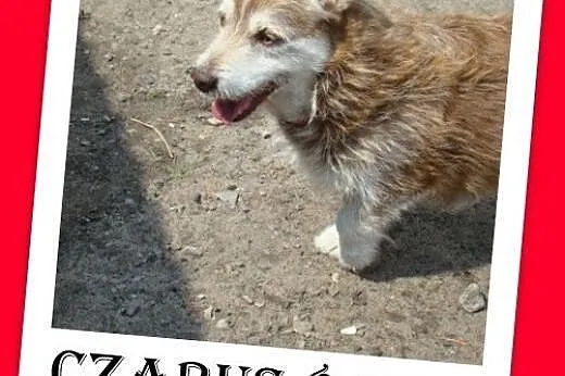 8kg, 4 lata, mix jamnik. Czaruś -adopcja, śląskie Katowice