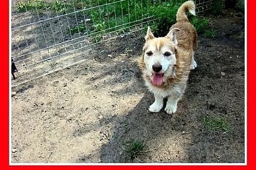 8kg, 4 lata, mix jamnik. Czaruś -adopcja,  śląskie