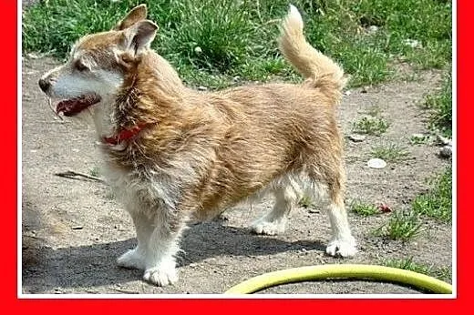 8kg, 4 lata, mix jamnik. Czaruś -adopcja,  śląskie