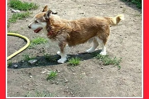 8kg, 4 lata, mix jamnik. Czaruś -adopcja,  śląskie