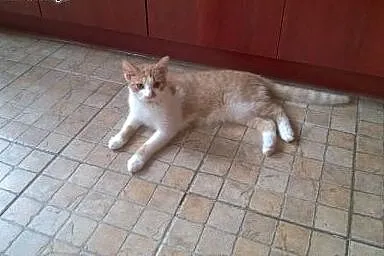 Rudy mizak Eryk szuka kochającego domu:),  dolnośl