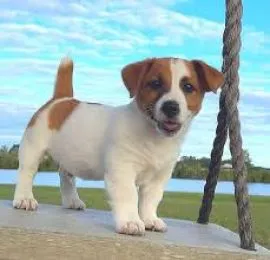 Szczeniak Jack Russell Terrier dla wszystkich zainteresowanych................