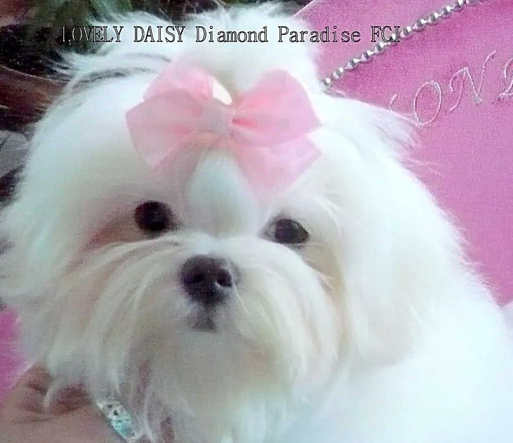 100 % koreański miot w DIAMOND PARADISE FCI- po im