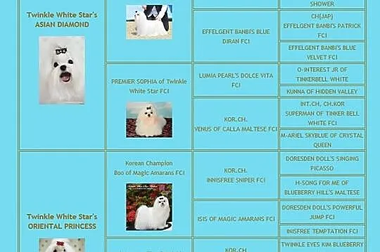 100 % koreański miot w DIAMOND PARADISE FCI- po im
