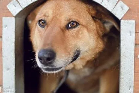 Młody, grzeczny Dexter, idealny partner do wędrówe
