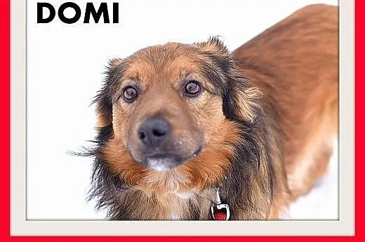 DOMI,15kg,mądry,łagodny,spokojny,grzeczny piesek rodzinny.,  małopolskie Kraków