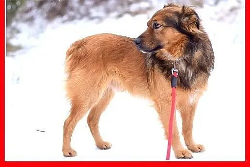 DOMI,15kg,mądry,łagodny,spokojny,grzeczny piesek r