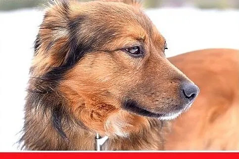 DOMI,15kg,mądry,łagodny,spokojny,grzeczny piesek r