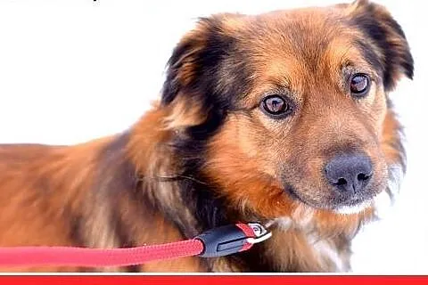 DOMI,15kg,mądry,łagodny,spokojny,grzeczny piesek r