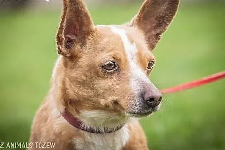 OTOZ Animals - Norka - maleńka, starsza suczka pot
