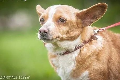 OTOZ Animals - Norka - maleńka, starsza suczka pot
