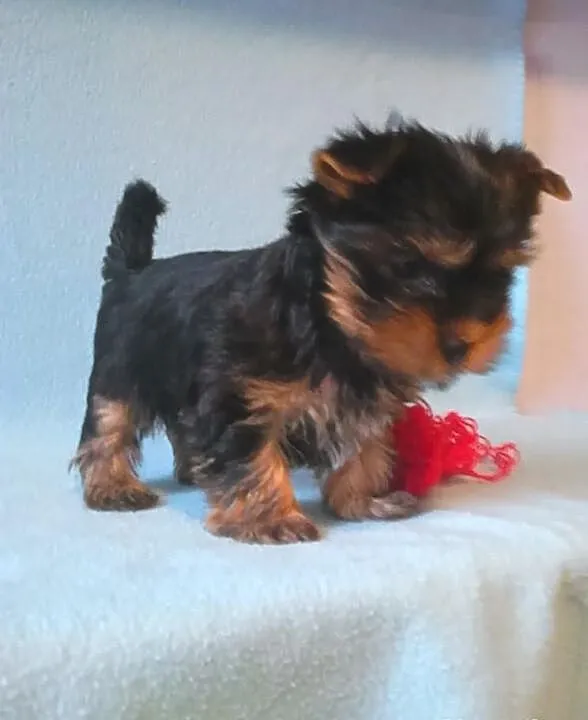 Yorkshire terrier