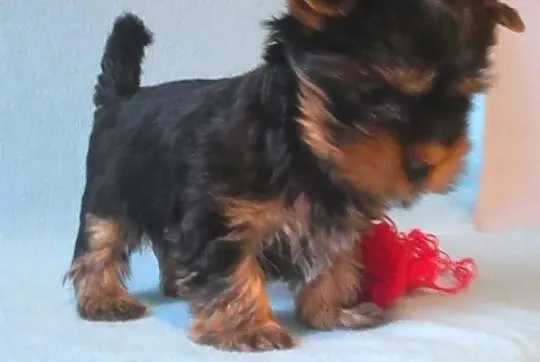 Yorkshire terrier