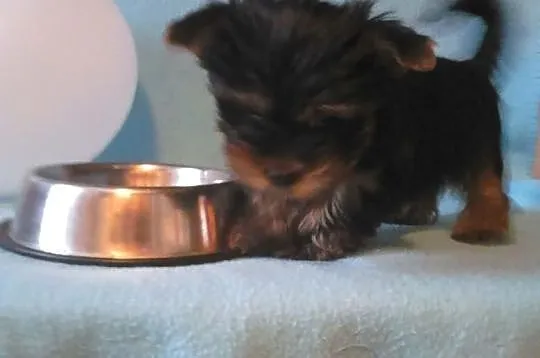 Yorkshire terrier