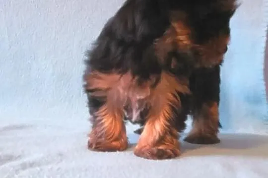 Yorkshire terrier