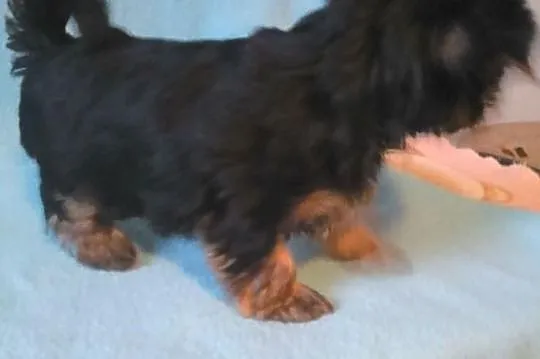 Yorkshire terrier