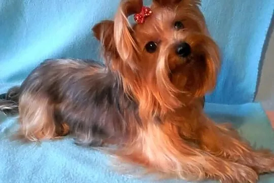 Yorkshire terrier