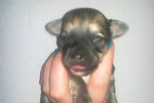 Sunia