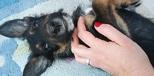Szczeniaczki do adopcji, mazowieckie Warszawa